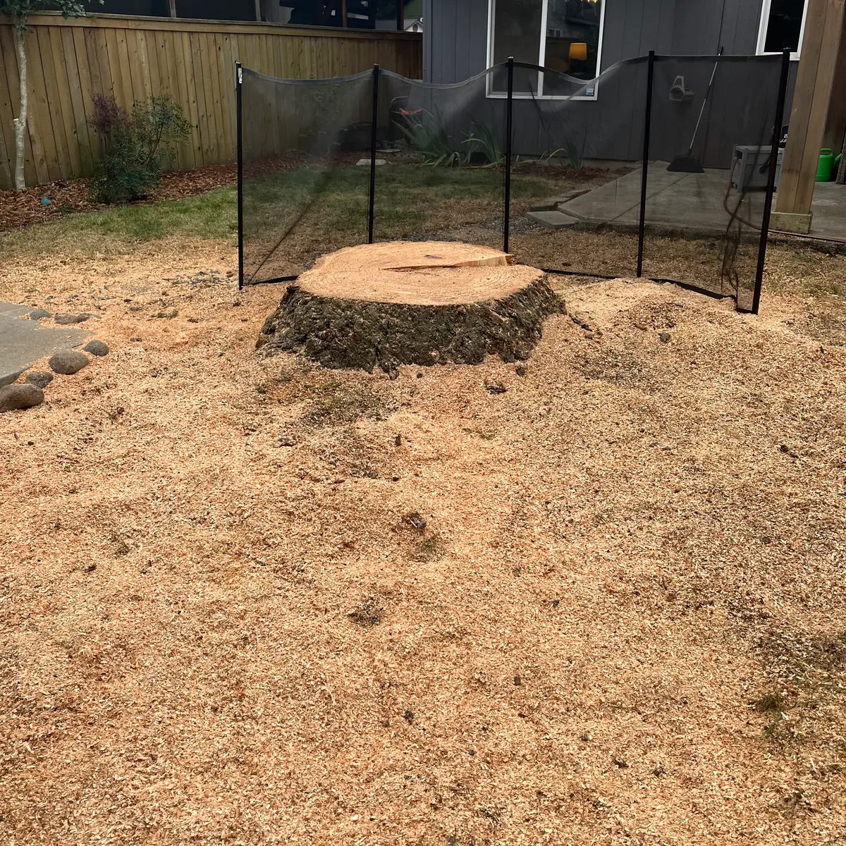 Large flush-cut tree stump in a fenced backyard, before grinding