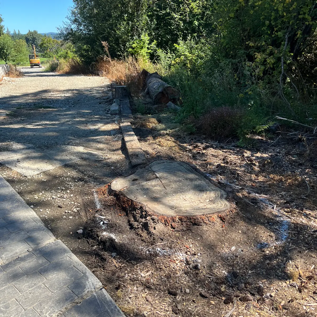 Tree stump beside a stamped concrete path, before grinding