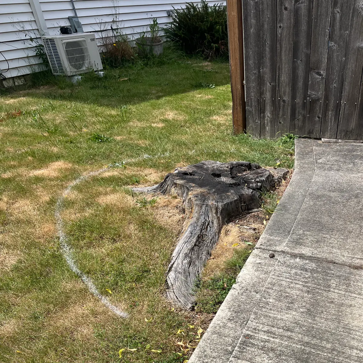 Weathered tree stump beside a concrete walkway and wood fence, with a white painted circle marked around it, before grinding